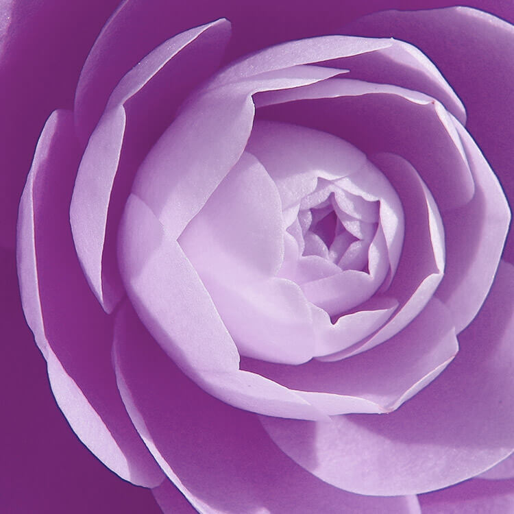 CAMELIA-SEED-OIL