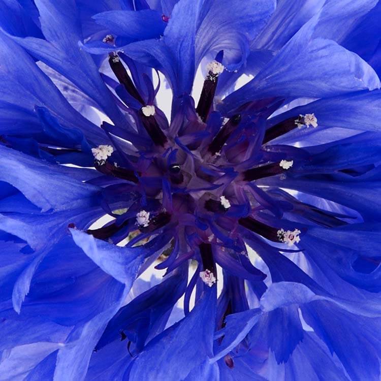 ingredient cornflower