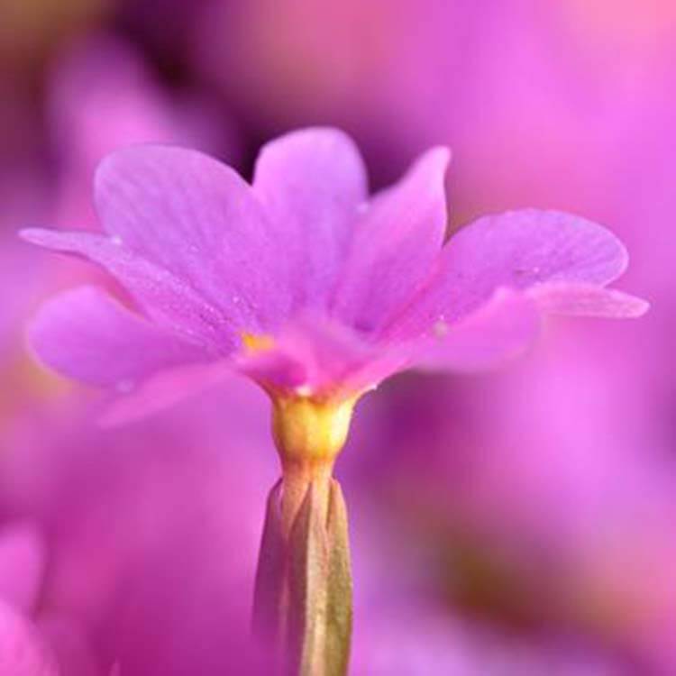 ingredient-primrose