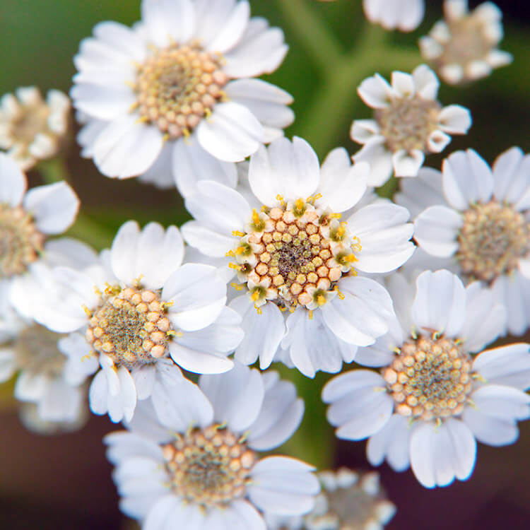 YARROW-EXTRACT