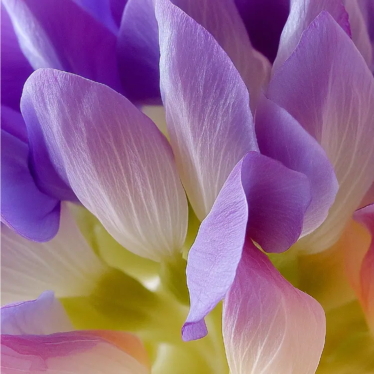 ingredient-bakuchiol