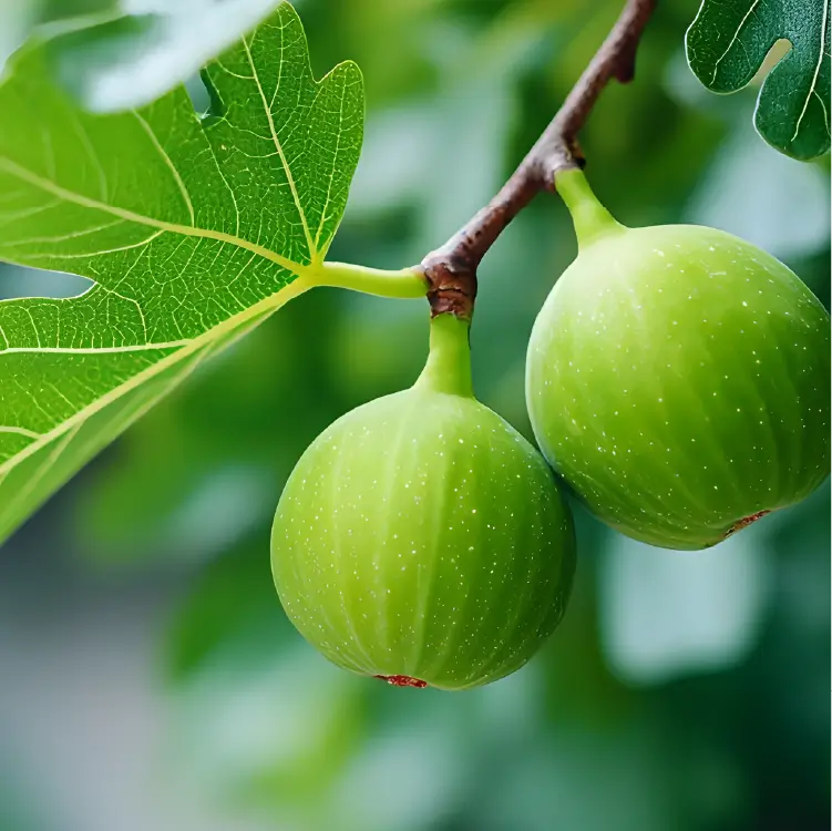 ingredient-fig fruit
